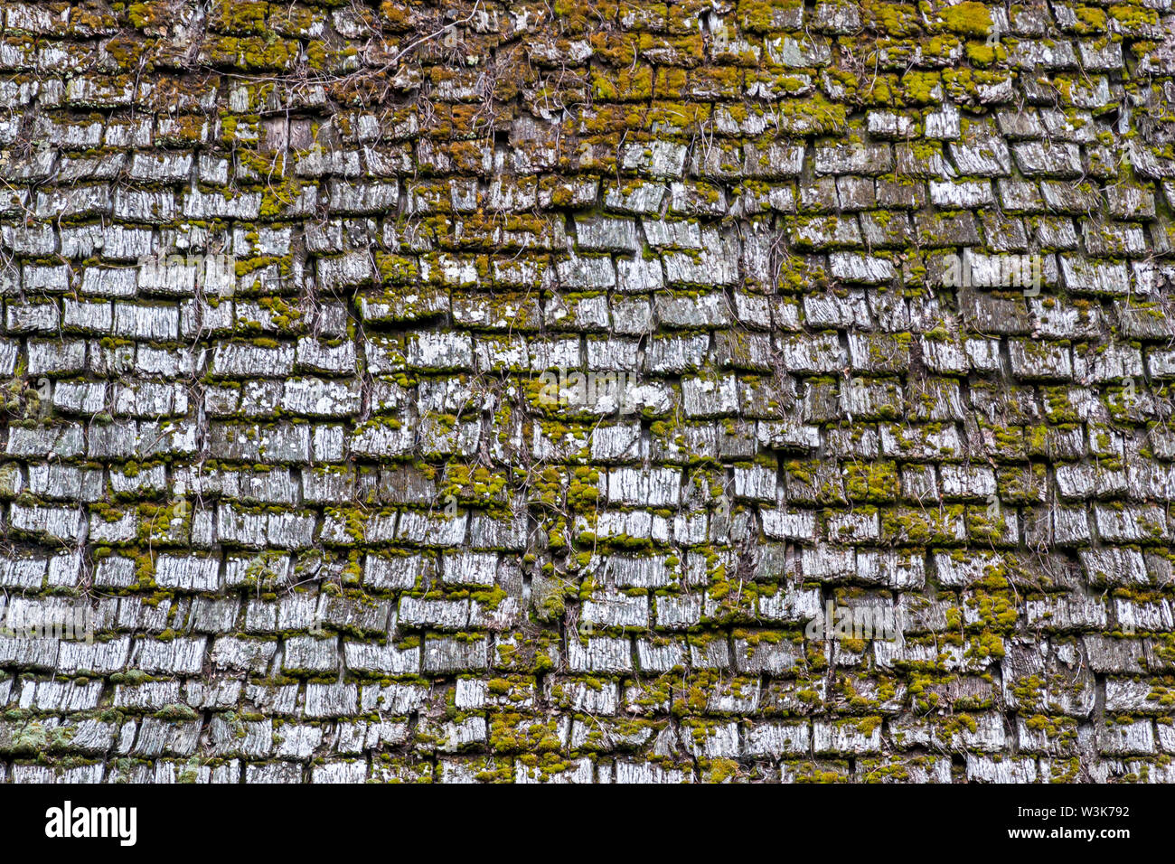 Altes holz Dachfläche mit grünem Moos auf IT-Hintergrund Textur Stockfoto