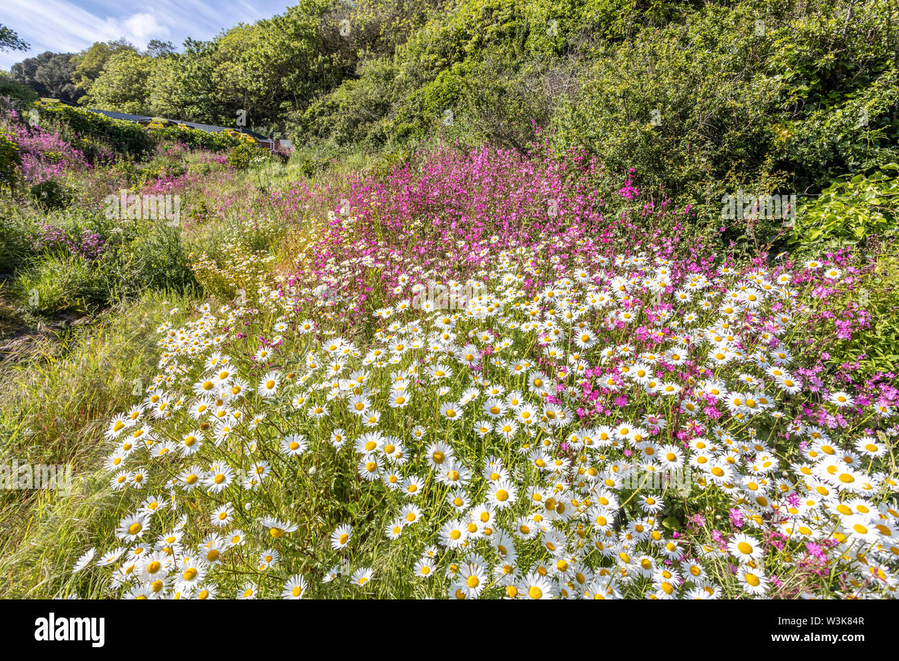 Die schöne zerklüftete Südküste von Guernsey - wilde Blumen neben dem Küstenweg runde Moulin Huet Bay, Guernsey, Kanalinseln, Großbritannien Stockfoto