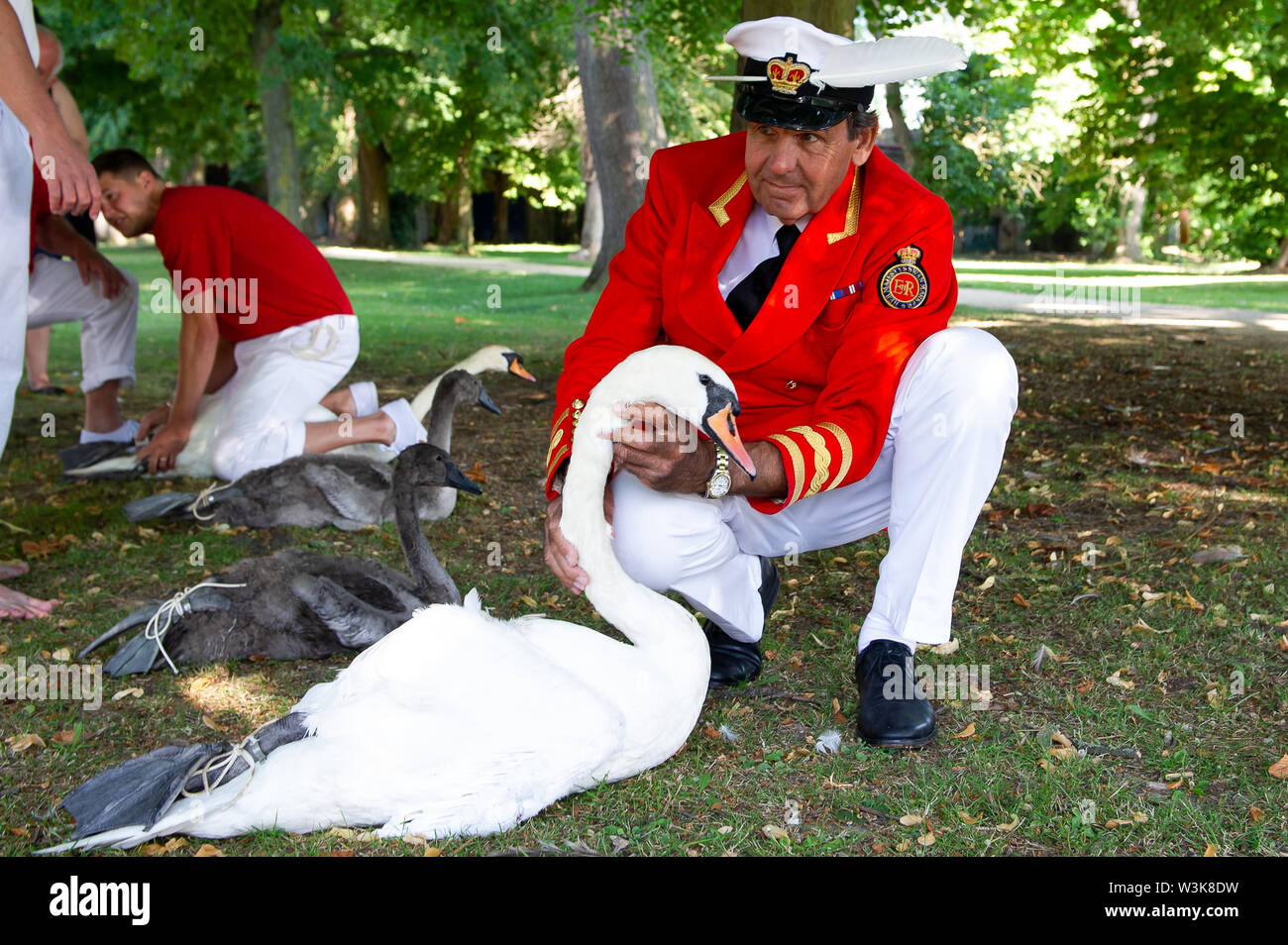 Tag Zwei der Swan Upping, Royal Borough of Windsor und Maidenhead, Berkshire, Großbritannien. 16. Juli, 2019. Die Queen's Swan Marker David Friseur Kontrollen auf die Gesundheit von einem Schwan. Swan Upping ist die traditionelle britische jährliche Volkszählung von Schwänen und cygnets Auf der Themse von der Royal Swan zusammen Oberteil mit dem Swan Oberteil von der Winzer und Dyers' Livery unternehmen. Credit: Maureen McLean/Alamy leben Nachrichten Stockfoto