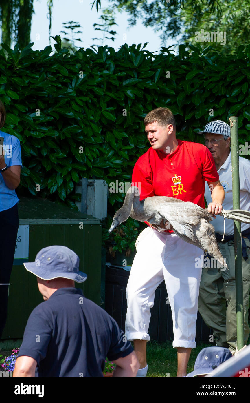 Tag Zwei der Swan Upping, Royal Borough of Windsor und Maidenhead, Berkshire, Großbritannien. 16. Juli, 2019. Ein Schwan obere hält einen Shaker bereit für den Health Check. Swan Upping ist die traditionelle britische jährliche Volkszählung von Schwänen und cygnets Auf der Themse von der Royal Swan zusammen Oberteil mit dem Swan Oberteil von der Winzer und Dyers' Livery unternehmen. Credit: Maureen McLean/Alamy leben Nachrichten Stockfoto