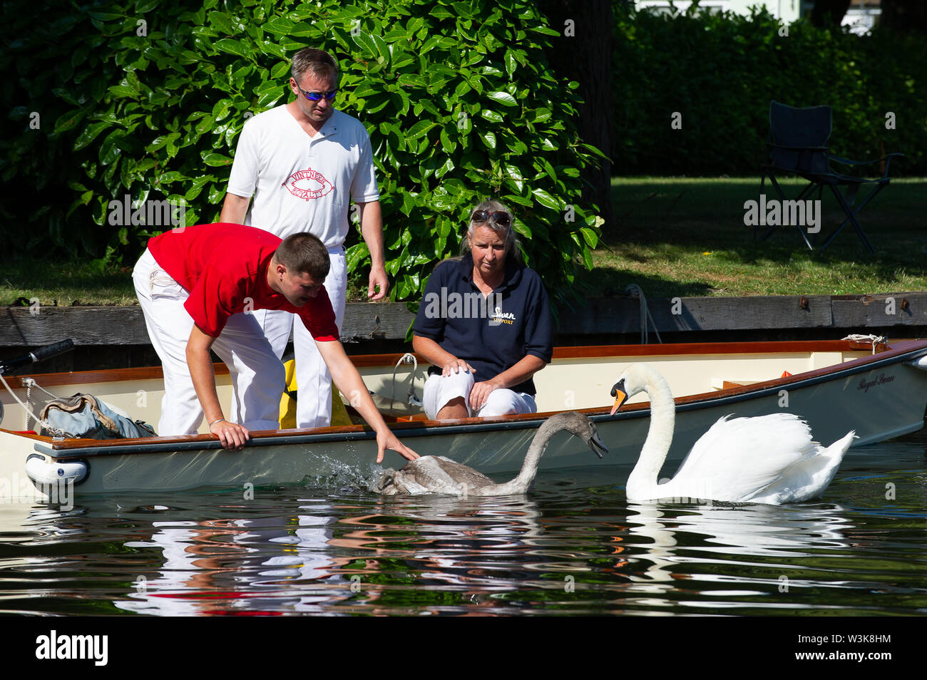 Tag Zwei der Swan Upping, Royal Borough of Windsor und Maidenhead, Berkshire, Großbritannien. 16. Juli, 2019. Ein Butler ist wieder freigegeben, um es den Eltern nach belastet zu werden. Swan Upping ist die traditionelle britische jährliche Volkszählung von Schwänen und cygnets Auf der Themse von der Royal Swan zusammen Oberteil mit dem Swan Oberteil von der Winzer und Dyers' Livery unternehmen. Credit: Maureen McLean/Alamy leben Nachrichten Stockfoto
