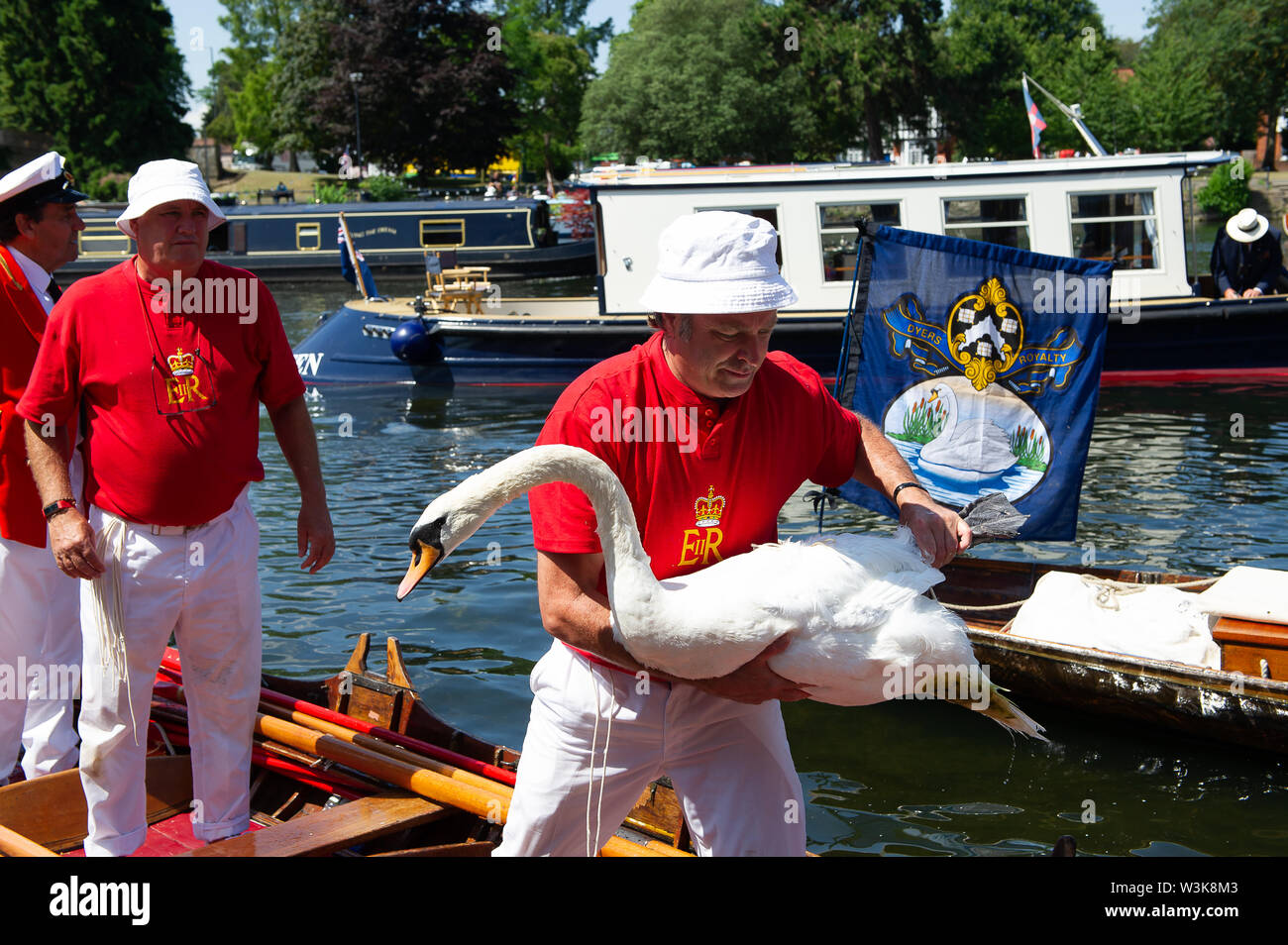 Tag Zwei der Swan Upping, Royal Borough of Windsor und Maidenhead, Berkshire, Großbritannien. 16. Juli, 2019. Ein Royal Swan Obere trägt vorsichtig ein Schwan bereit für ein Health Check gegeben werden. Swan Upping ist die traditionelle britische jährliche Volkszählung von Schwänen und cygnets Auf der Themse von der Royal Swan zusammen Oberteil mit dem Swan Oberteil von der Winzer und Dyers' Livery unternehmen. Credit: Maureen McLean/Alamy leben Nachrichten Stockfoto