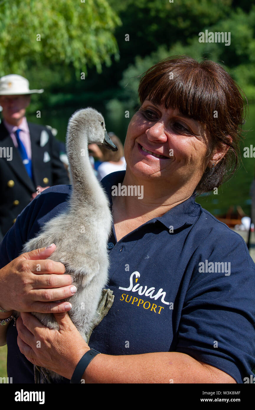 Tag Zwei der Swan Upping, Royal Borough of Windsor und Maidenhead, Berkshire, Großbritannien. 16. Juli, 2019. Wendy Hermon vom Swan Unterstützung wiegen ein Shaker für Kinder in Windsor bereit ihn gerettet zu sehen. Swan Upping ist die traditionelle britische jährliche Volkszählung von Schwänen und cygnets Auf der Themse von der Royal Swan zusammen Oberteil mit dem Swan Oberteil von der Winzer und Dyers' Livery unternehmen. Credit: Maureen McLean/Alamy leben Nachrichten Stockfoto