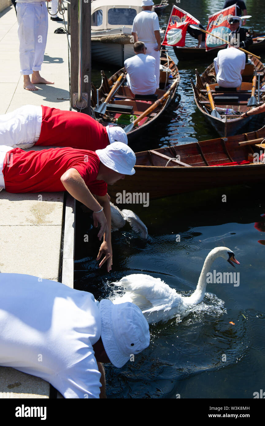 Tag Zwei der Swan Upping, Royal Borough of Windsor und Maidenhead, Berkshire, Großbritannien. 16. Juli, 2019. Ein Schwan ist zurück auf der Themse nach Beendigung des Health Check in Taplow Riverside. Swan Upping ist die traditionelle britische jährliche Volkszählung von Schwänen und cygnets Auf der Themse von der Royal Swan zusammen Oberteil mit dem Swan Oberteil von der Winzer und Dyers' Livery unternehmen. Credit: Maureen McLean/Alamy leben Nachrichten Stockfoto
