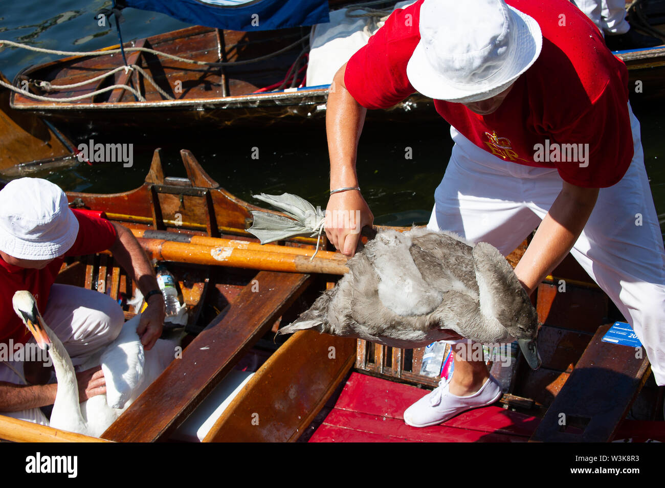 Tag Zwei der Swan Upping, Royal Borough of Windsor und Maidenhead, Berkshire, Großbritannien. 16. Juli, 2019. Ein Royal Swan Obere trägt vorsichtig eine junge CYGNET, bevor es gewogen und Beringt. Swan Upping ist die traditionelle britische jährliche Volkszählung von Schwänen und cygnets Auf der Themse von der Royal Swan zusammen Oberteil mit dem Swan Oberteil von der Winzer und Dyers' Livery unternehmen. Credit: Maureen McLean/Alamy leben Nachrichten Stockfoto