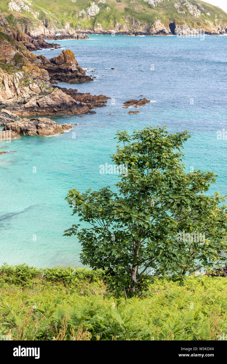 Auf der Suche nach unten von der Küste weg auf einem Baum auf den Klippen oberhalb der Bucht Petit Bot auf der schönen robusten Südküste von Guernsey, Kanalinseln, Großbritannien Stockfoto