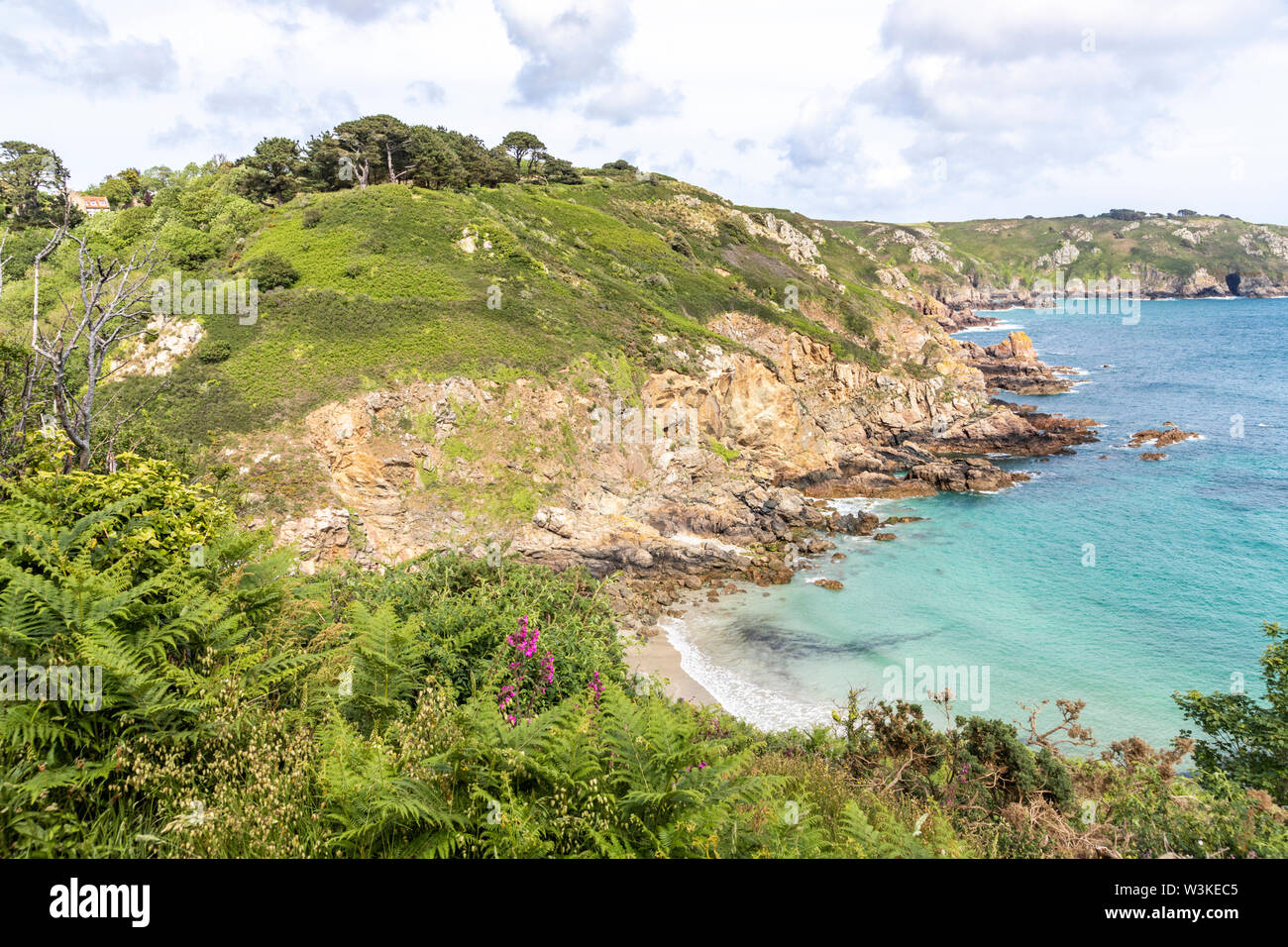 Wilde Blumen und Farnen, neben der Küste auf den Klippen oberhalb der Bucht Petit Bot auf der schönen robusten Südküste von Guernsey, Kanalinseln, Großbritannien Stockfoto