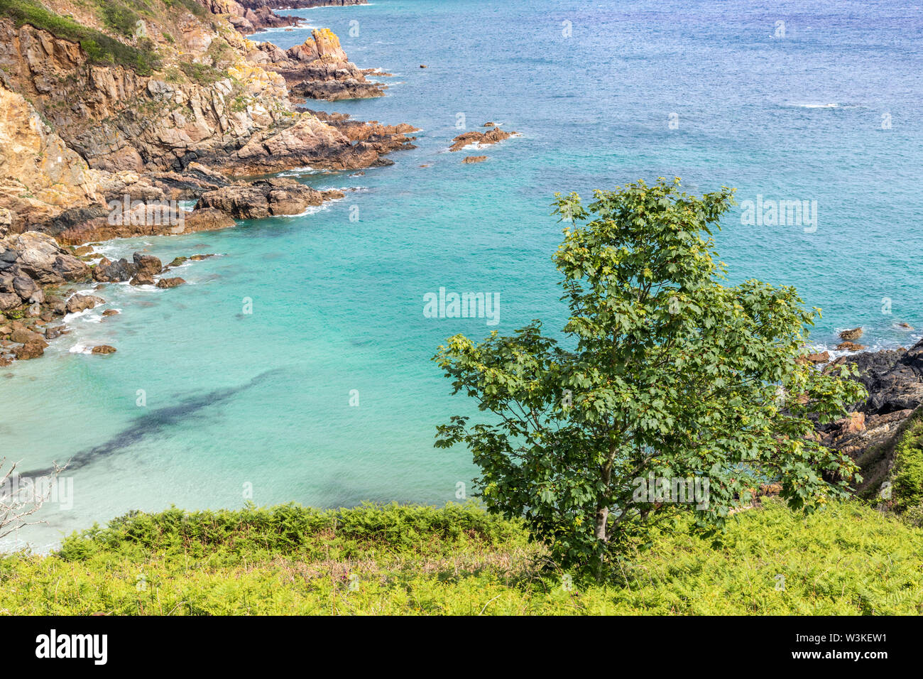 Auf der Suche nach unten von der Küste weg auf einem Baum auf den Klippen oberhalb der Bucht Petit Bot auf der schönen robusten Südküste von Guernsey, Kanalinseln, Großbritannien Stockfoto