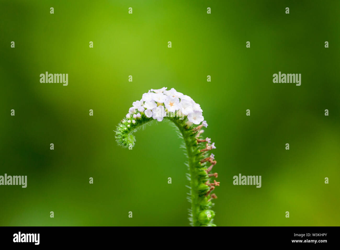 Makrofotografie von Wildflower Stockfoto