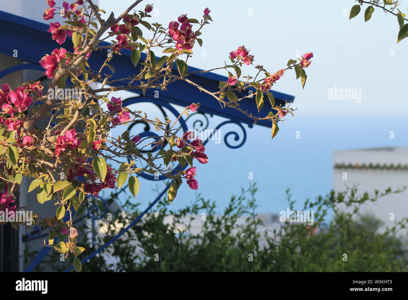 Alte Fenster in Sidi Bou Said mit Blumen dekoriert Stockfoto