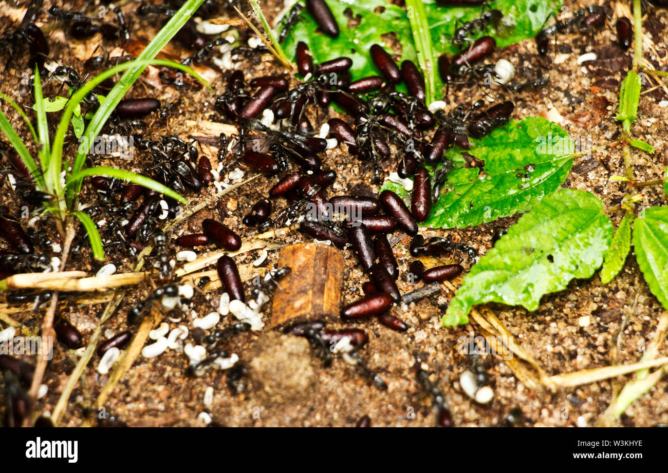 Teil des Afrikanischen stinken Ant Familie. Das Zischen Ant ist ein Nomadischer Predator, die grünfutter aus dem temporären Biwaks und Scoure die Umgebung Stockfoto