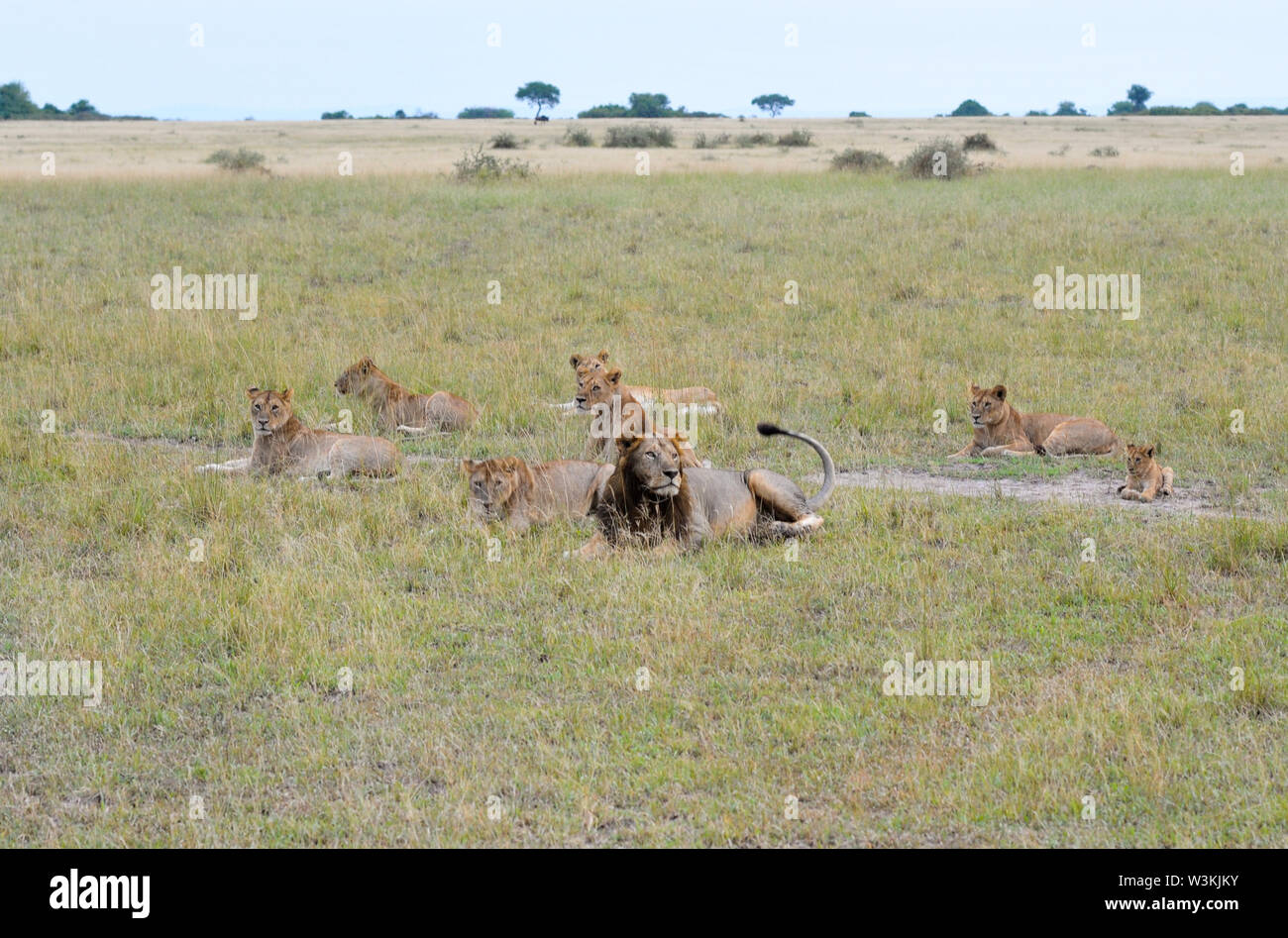 Lions gesehen, Paarung, Gähnen und schlafen in der Serengeti Nationalpark in Tansania, Afrika im Juni 2019. Stockfoto