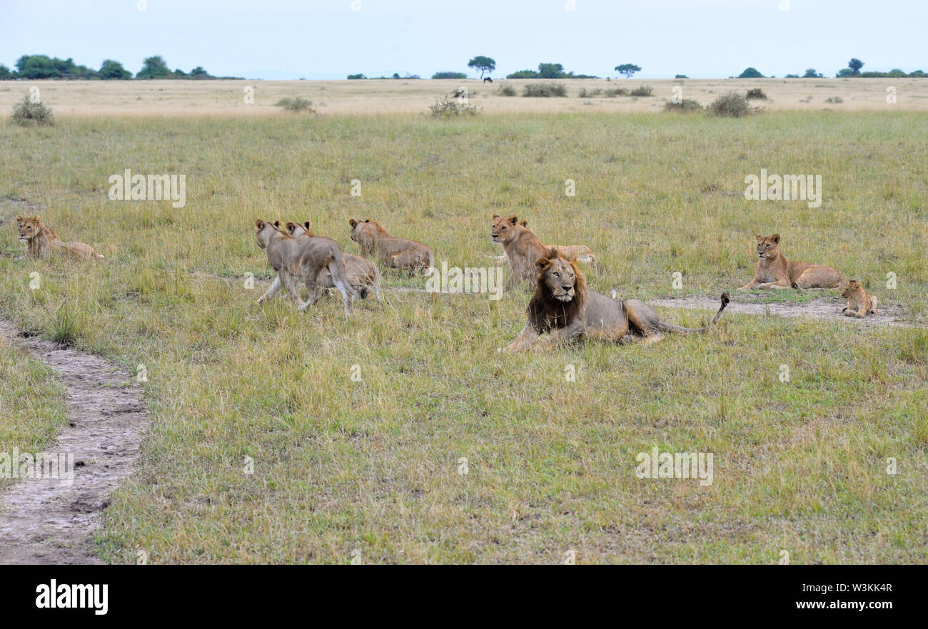 Lions gesehen, Paarung, Gähnen und schlafen in der Serengeti Nationalpark in Tansania, Afrika im Juni 2019. Stockfoto