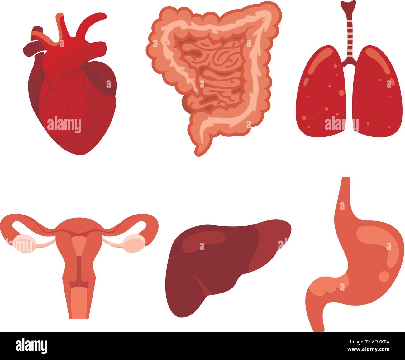 Vektor design Anatomie und Organe. Kreativ set der menschlichen, Lunge, Gebärmutter, Magen, Magen-Darm-Trakt isolierten Vector Illustration Stock Vektor