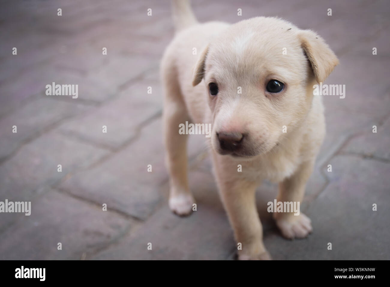 Hund liegend auf dem Boden Stockfoto