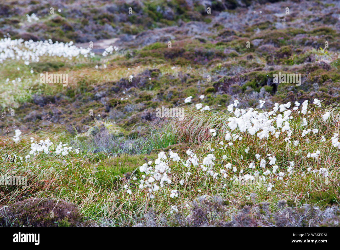 Gemeinsame Wollgras, Eriophorum angustifolium auf Torf an Hill Hobbister Moor, Orkney, Schottland, Großbritannien. Stockfoto