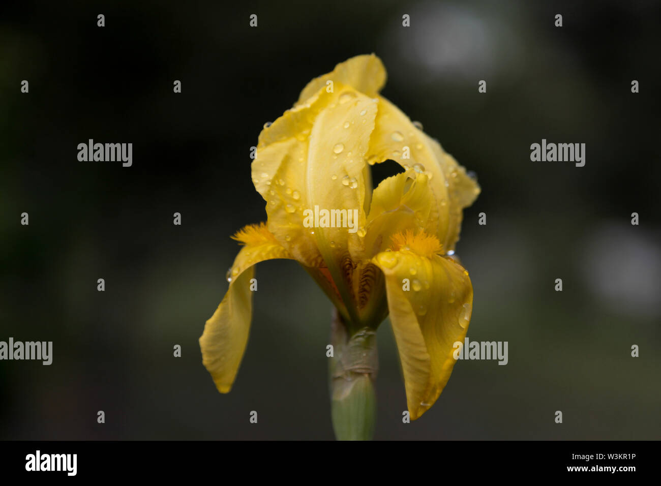 Iris pseudacorus (Iridaceae) in Gelb Stockfoto