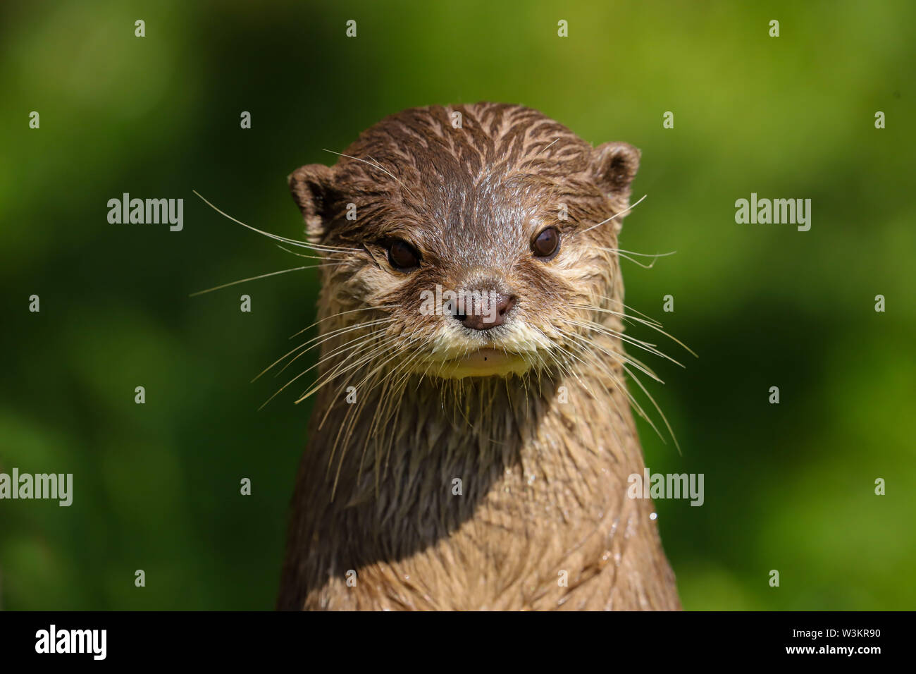 Close up Asiatische kurze Krallen Otter (Amblonyx cinerea) Stockfoto