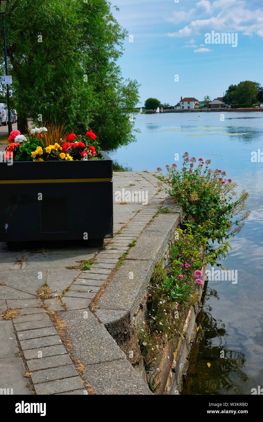 Große Blüte gefüllt Pflanzmaschine und rote Baldrian am Rande des Emsworth Mühle Teich, Hampshire, UK. Stockfoto