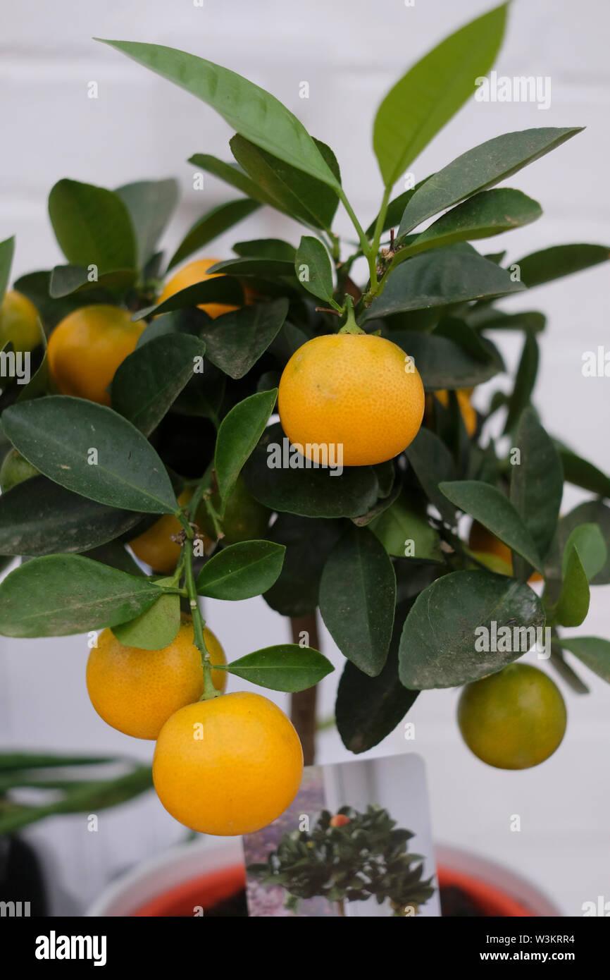 England, UK. Mini indoor orange tree Früchte im Sommer Stockfoto