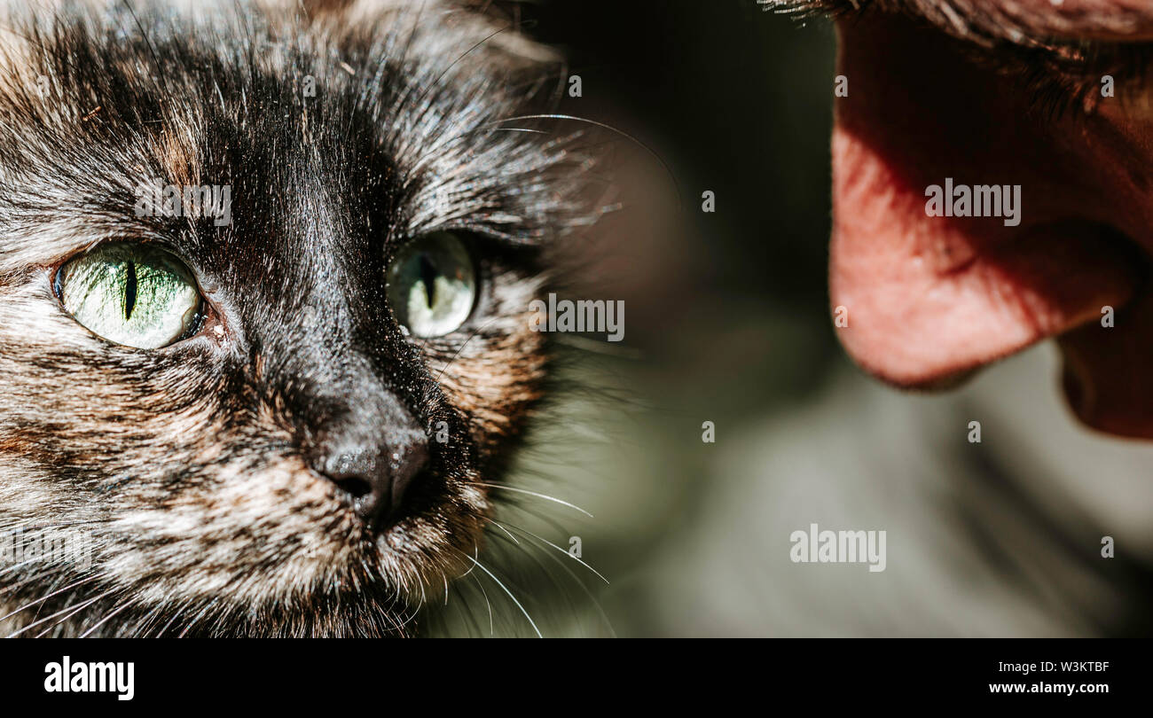 Junge erwachsene Menschen auf der Suche nach einem niedlichen, Schöne flauschige Katze. große Katze mit großen grünen Augen. Stockfoto