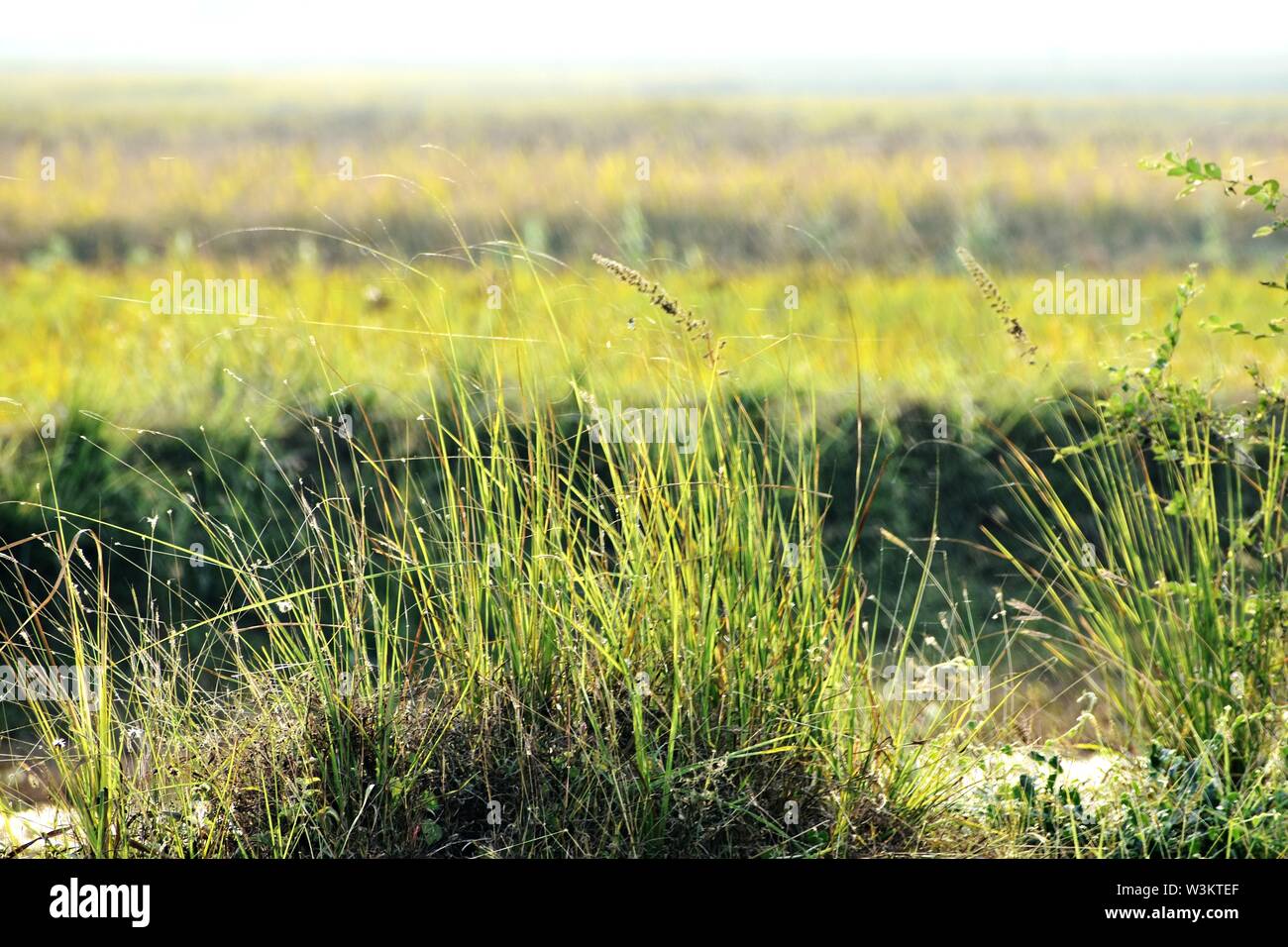 Schöne Snap von grünem Gras und Blumen. Stockfoto