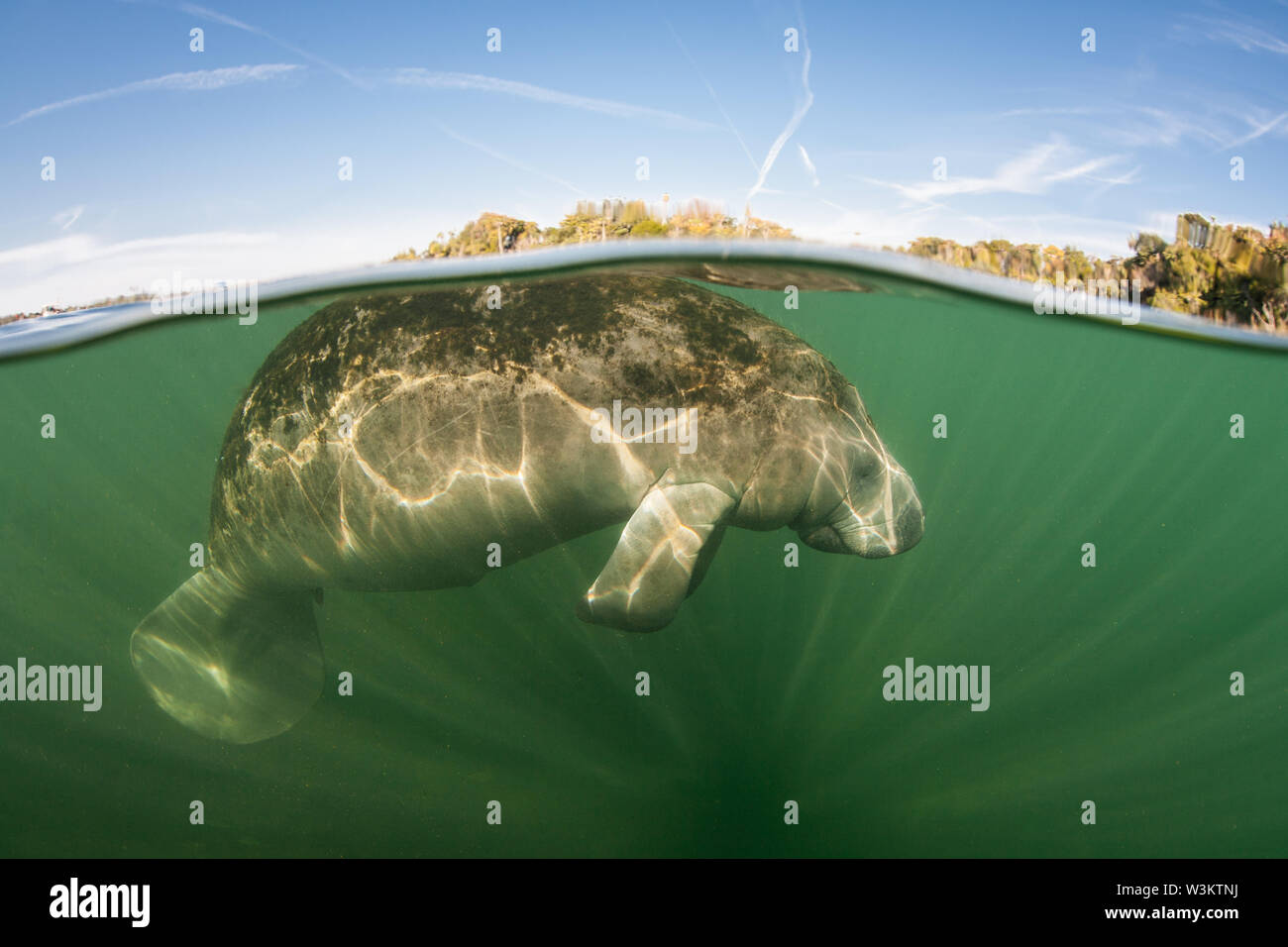 Ein Florida Manatee, Trichechus Manatus latirostris, an die Oberfläche steigt von Crystal River, Florida. Diese sirenian ist eine bedrohte Spezies. Stockfoto