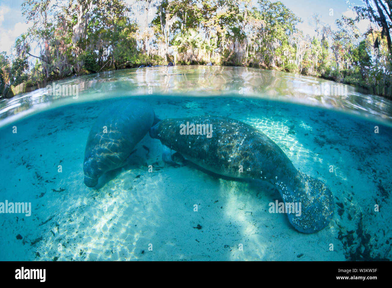 Ein Florida Manatee, Trichechus Manatus latirostris, an die Oberfläche steigt von Crystal River, Florida. Diese sirenian ist eine bedrohte Spezies. Stockfoto