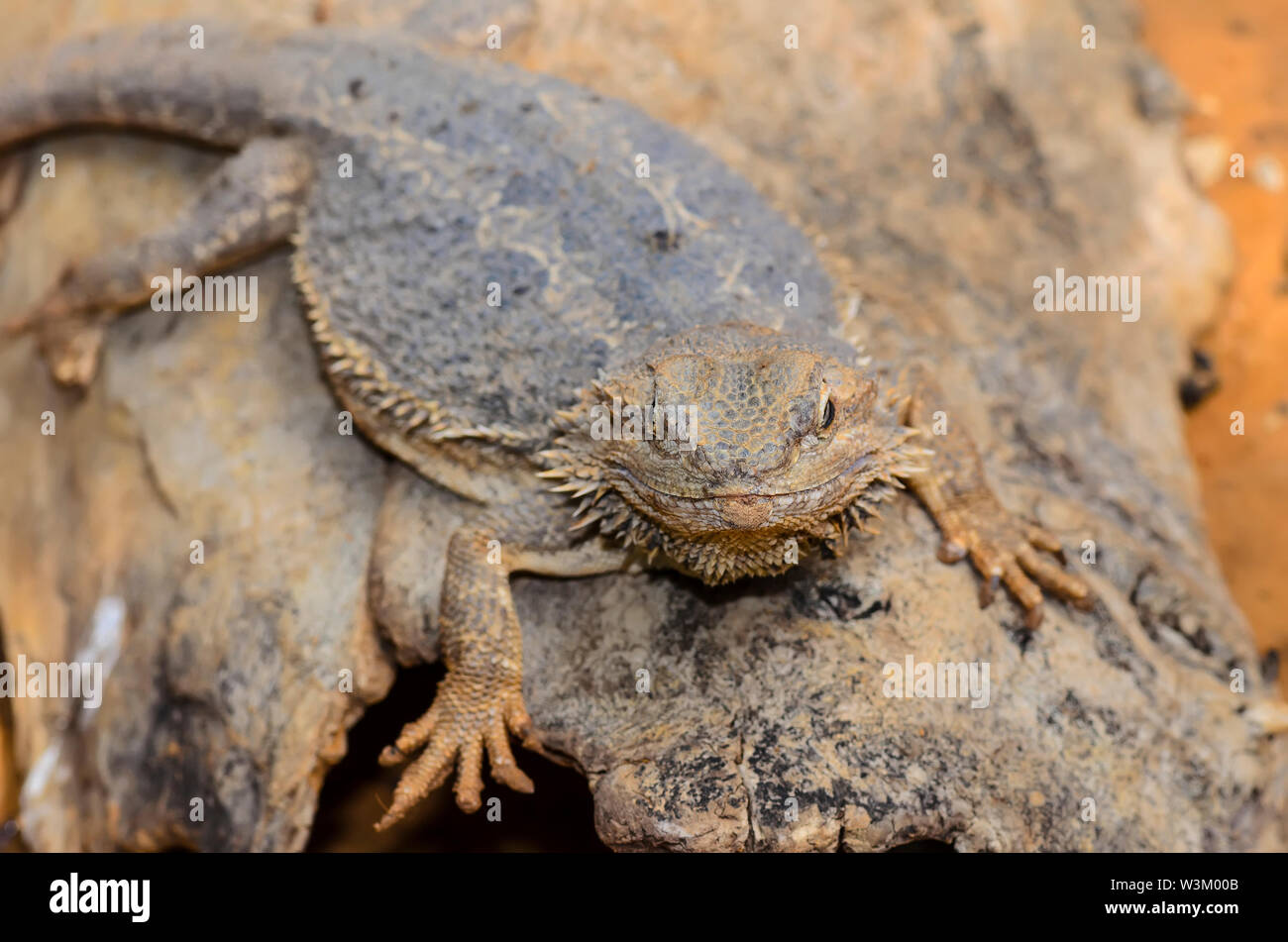 Die Östliche Bartagame Eidechse auch als gemeinsame Bartagamen, bekannt oder einfach bärtigen Lizard (Pogona Lanceolata) Stockfoto