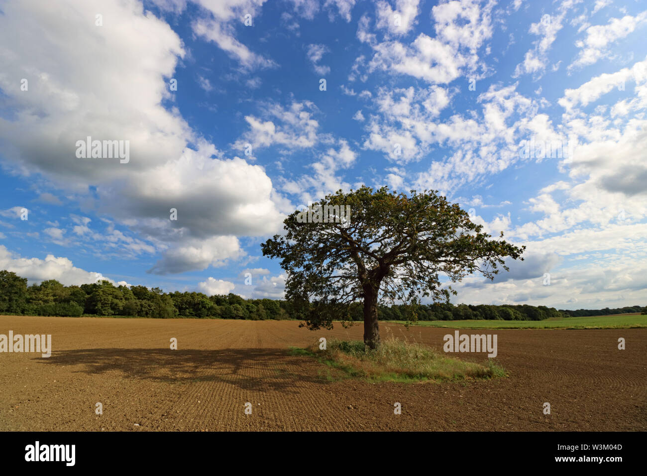 Eiche in gepflügten Feldes in die Landschaft von Surrey. Feld brachgelegt, den Boden zu ruhen. England UK. Stockfoto