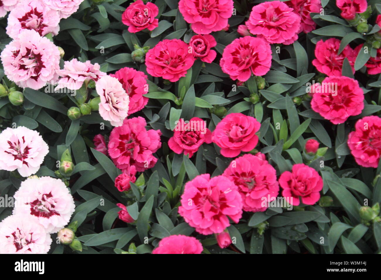 Bild von zentraler, voller rosa Blüten und Blätter in Topfpflanzen in einem Gartencenter Stockfoto