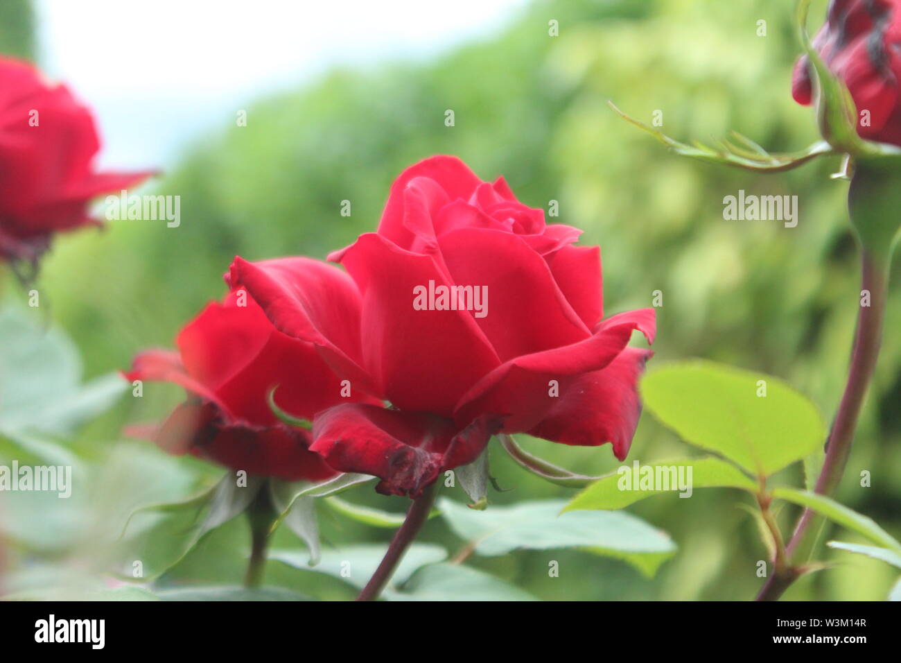 Nahaufnahme von roten Rosen und Blätter in einer Anlage vor einem Busch auf einem hellen Tag Stockfoto