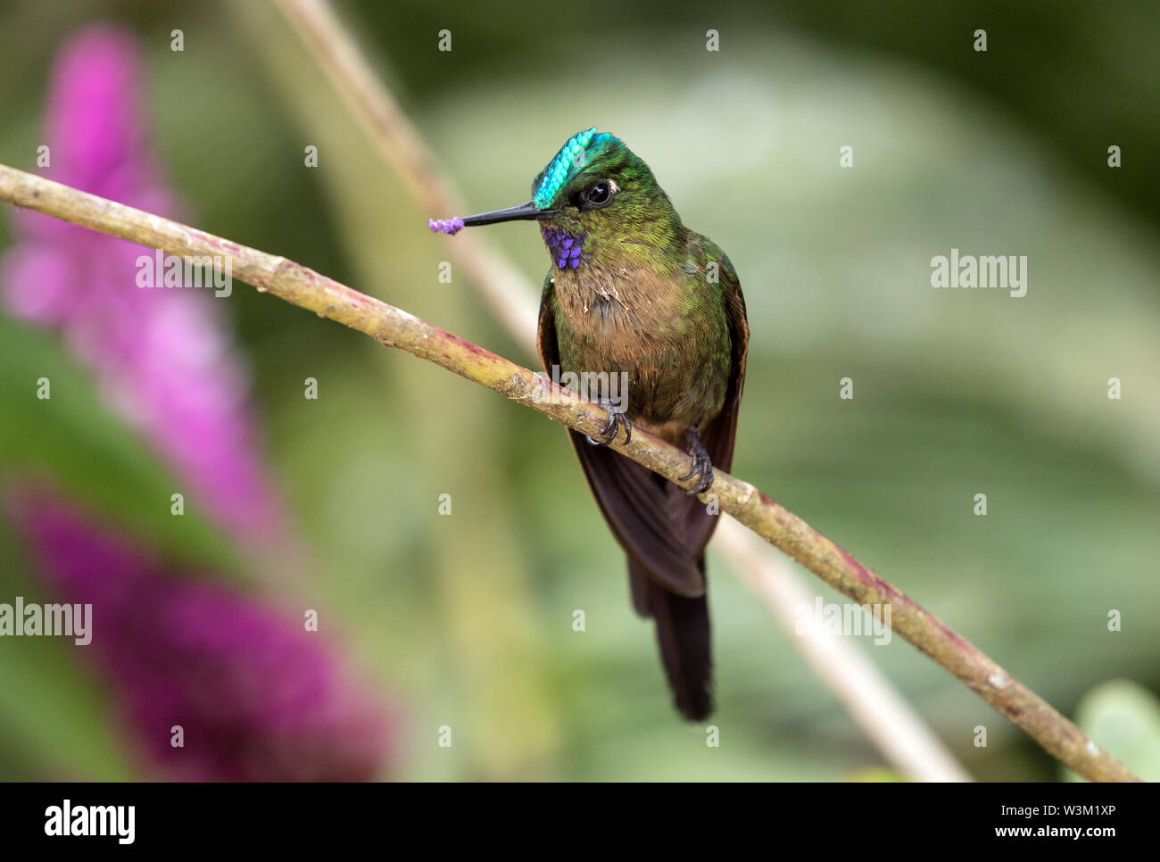 Nahaufnahme der weiblichen hummingbird Violett-tailed Sylph hocken auf einem Zweig, Mindo, Ecuador. Der wissenschaftliche Name dieser Vogel ist Aglaiocercus coelestis. Stockfoto