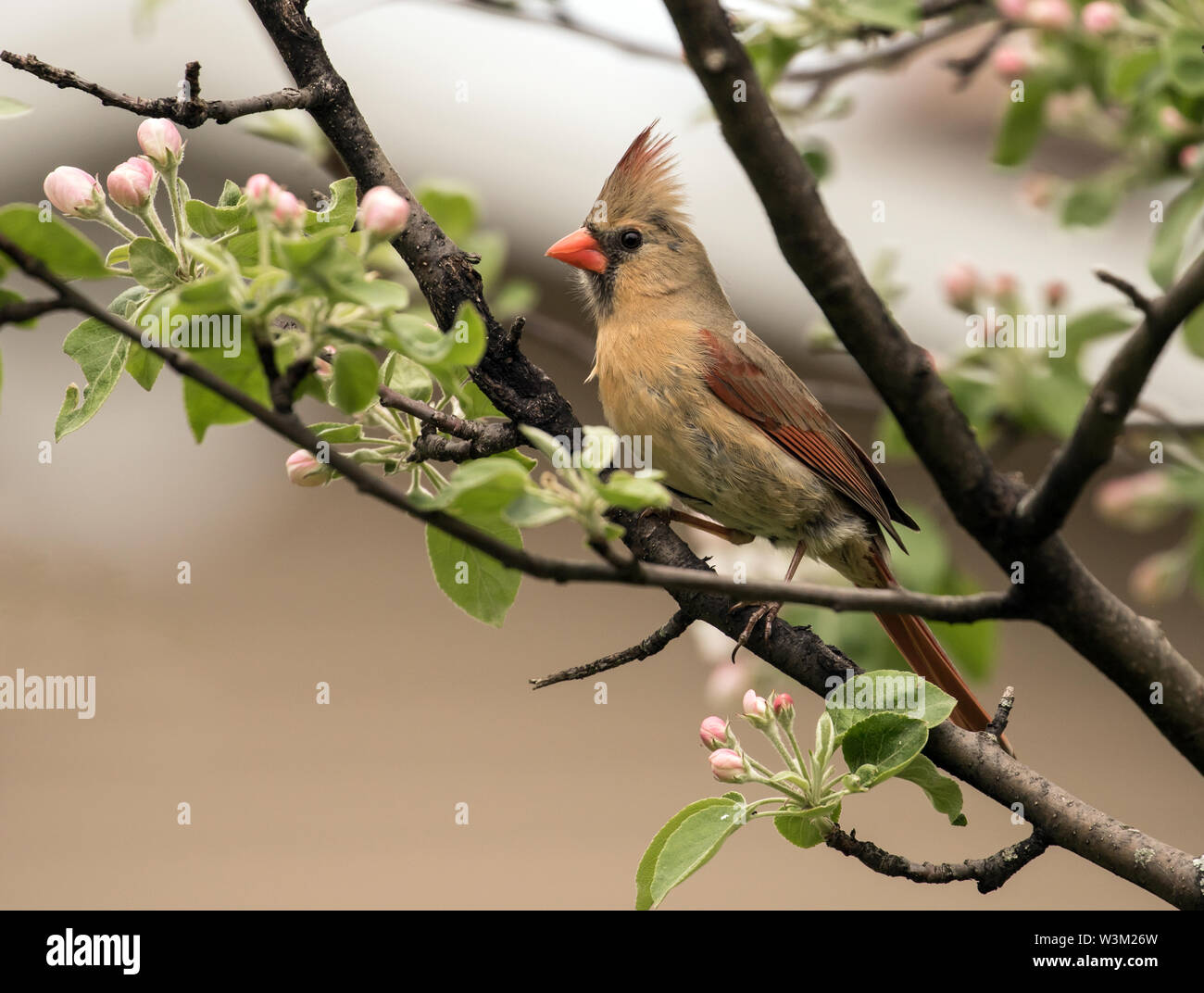 Nahaufnahme der weiblichen songbird Northern cardinal in blühenden Apfelbaum, Quebec, Kanada hocken. Der wissenschaftliche Name dieses Vogels ist Cardinalis cardinalis Stockfoto