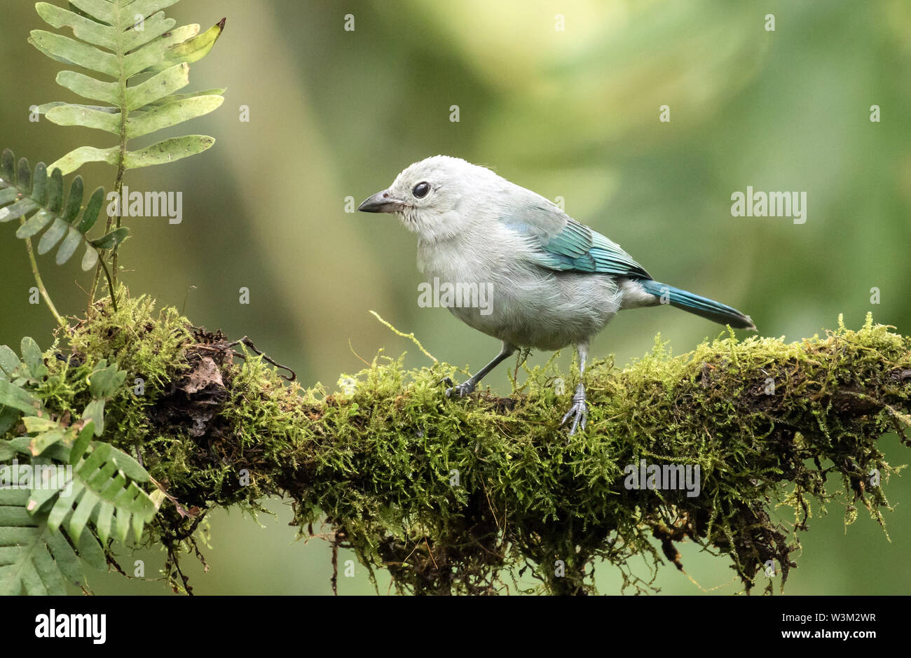 Nahaufnahme eines schönen Vogel, blau-grauen Tanager hocken auf einem Bemoosten Niederlassung in Mindo, Ecuador. Der wissenschaftliche Name dieser Tanager ist Thraupis episcopus. Stockfoto