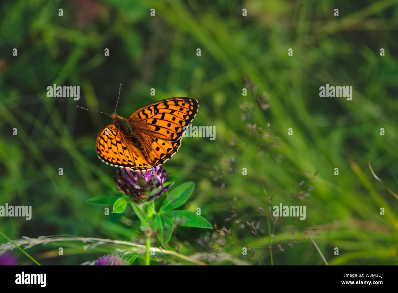 Ceriagrion tenellum. Schöne Ceriagrion tenellum Schmetterling im Sonnenlicht im Kräutergarten. Stockfoto