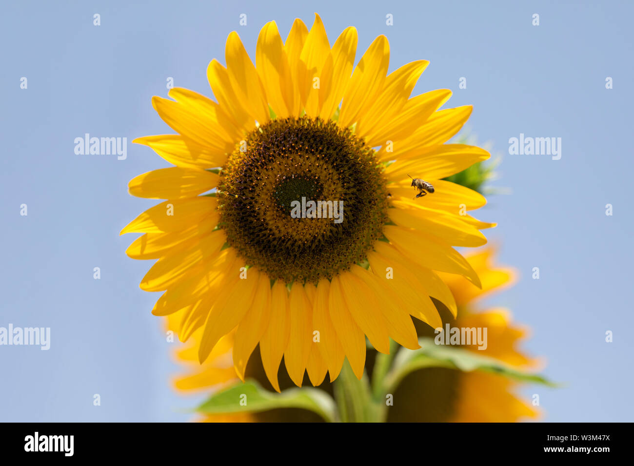 Bienen fliegen um Blühende Sonnenblumen Stockfoto
