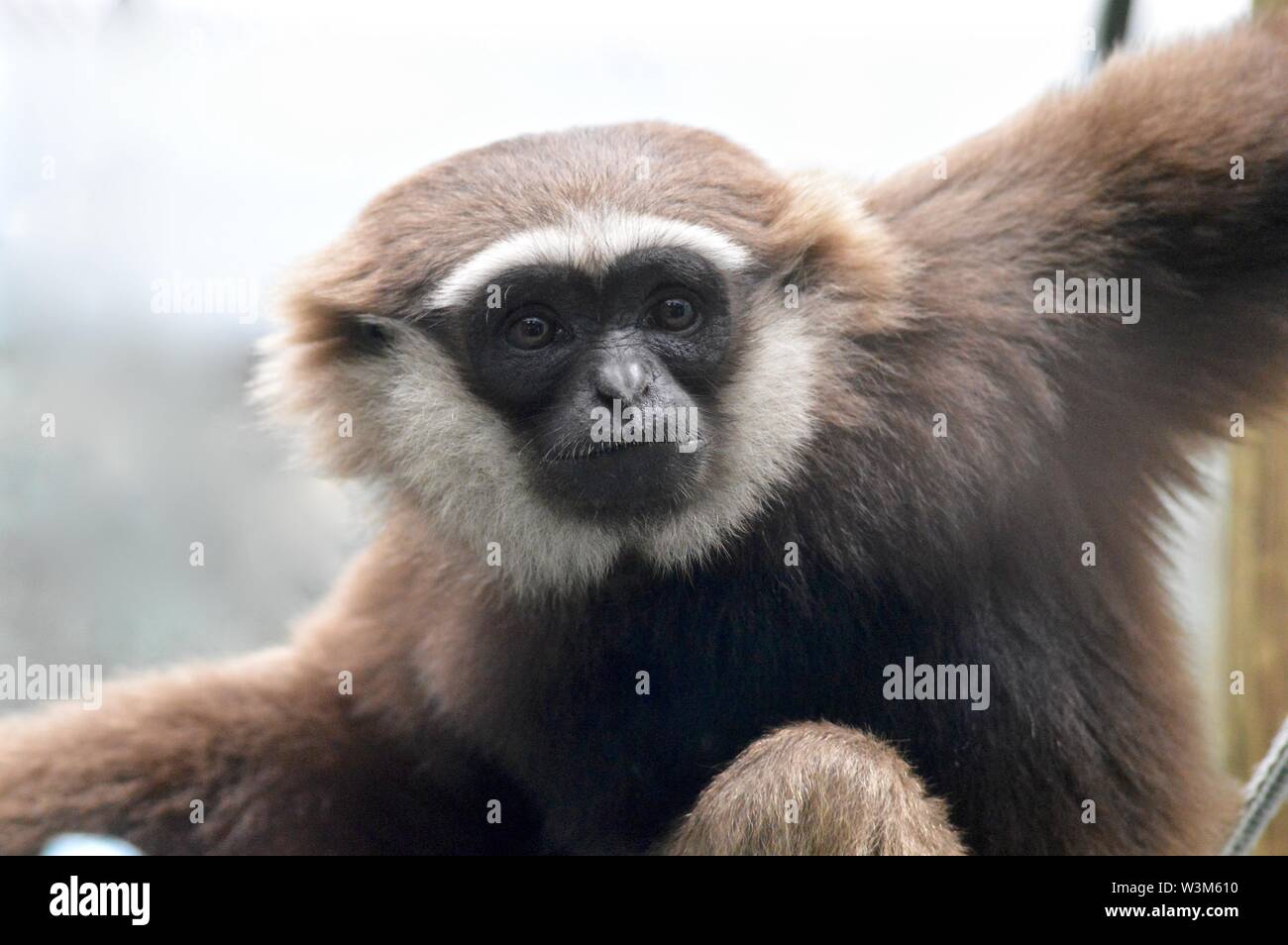 Agile Gibbon Stockfoto