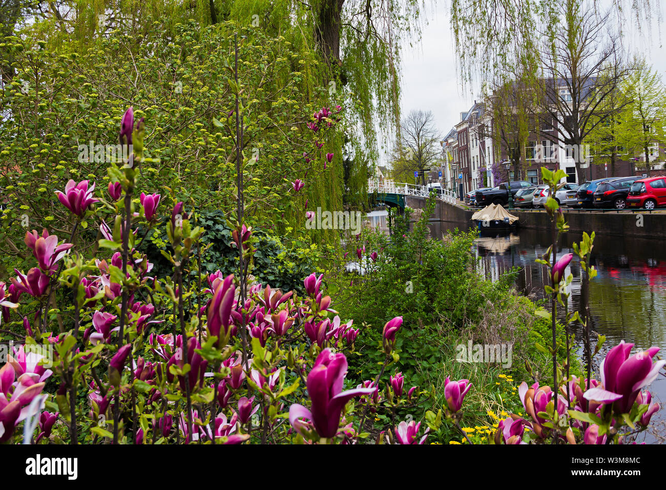 Leiden, Holland, Niederlande, April 18, 2019, eine Straße, Kanal in Leiden Altstadt, Nieuwsteebrug anzeigen. Magnolia Blumen, Boot auf dem Wasser. Stockfoto