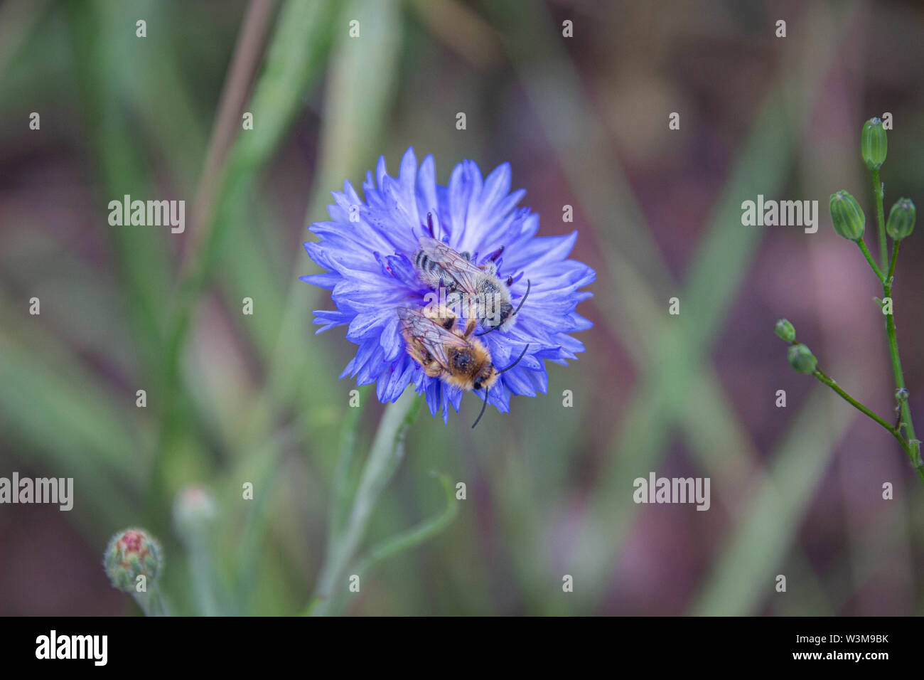 Zwei Melitta leporina Bienen zusammen auf einem einzigen blaue Kornblume (Centaurea cyanus) Stockfoto