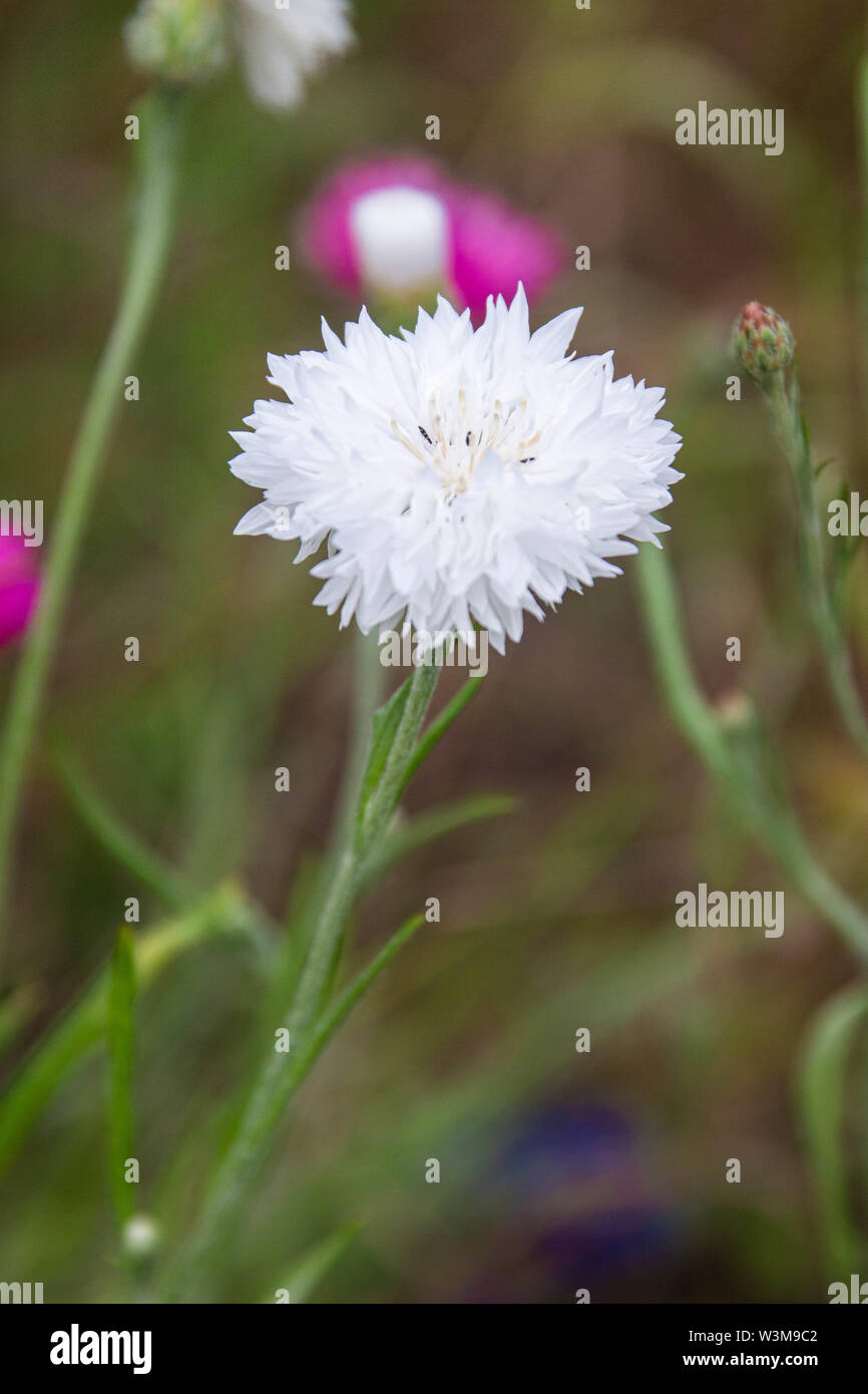 Garten Kornblume Stockfotos und bilder Kaufen Alamy