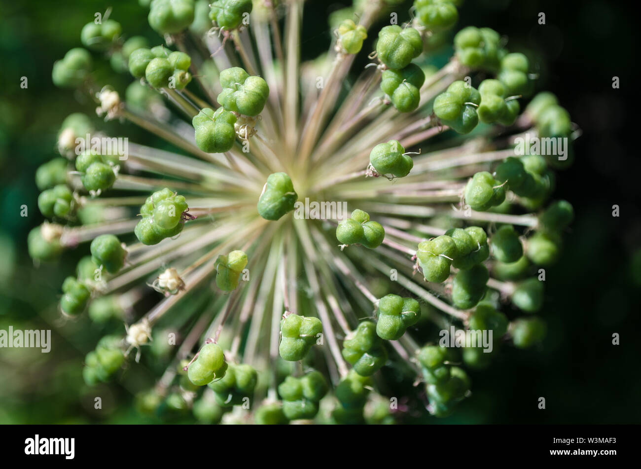 Sphärische Allium Purple Sensation hat in einem Blumenbeet im Garten verblasst. Nahaufnahme der dekorative Blüte Blütenstand niederländische Knoblauch in ländlichen. Zwiebel mit g Stockfoto