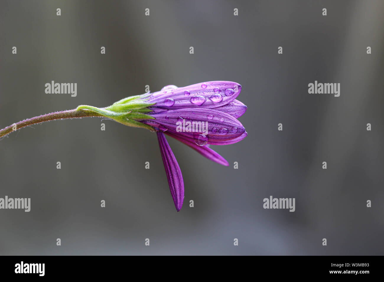 Regentropfen auf Lila Blume - osteospermum Äther-schlagen Maria 'African Daisy, geschlossen nach dem Regen Stockfoto