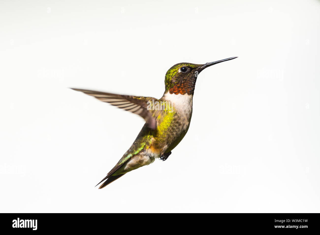 Nahaufnahme eines männlichen Ruby-Throated Kolibri fliegen auf weißem Hintergrund Stockfoto