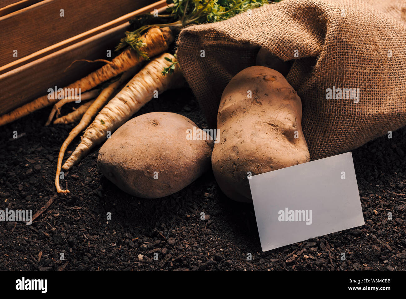 Der ökologische Landbau Petersilie und Kartoffel mit Business Card mock up, selbst angebautes Gemüse Lebensmittel Produktion Stockfoto