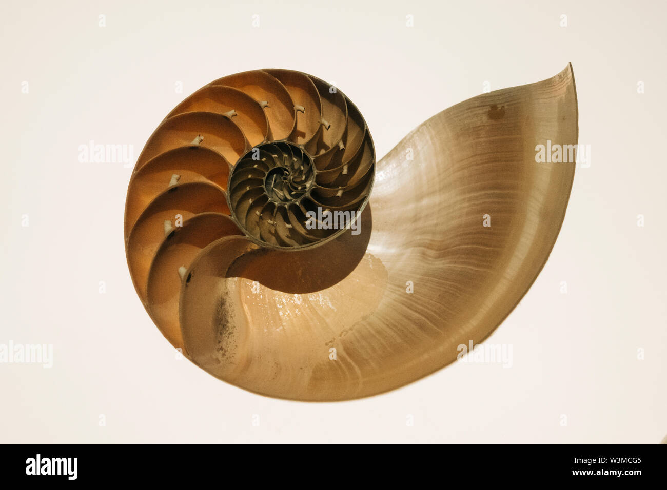 Halbiert nautilus Shell Stockfoto