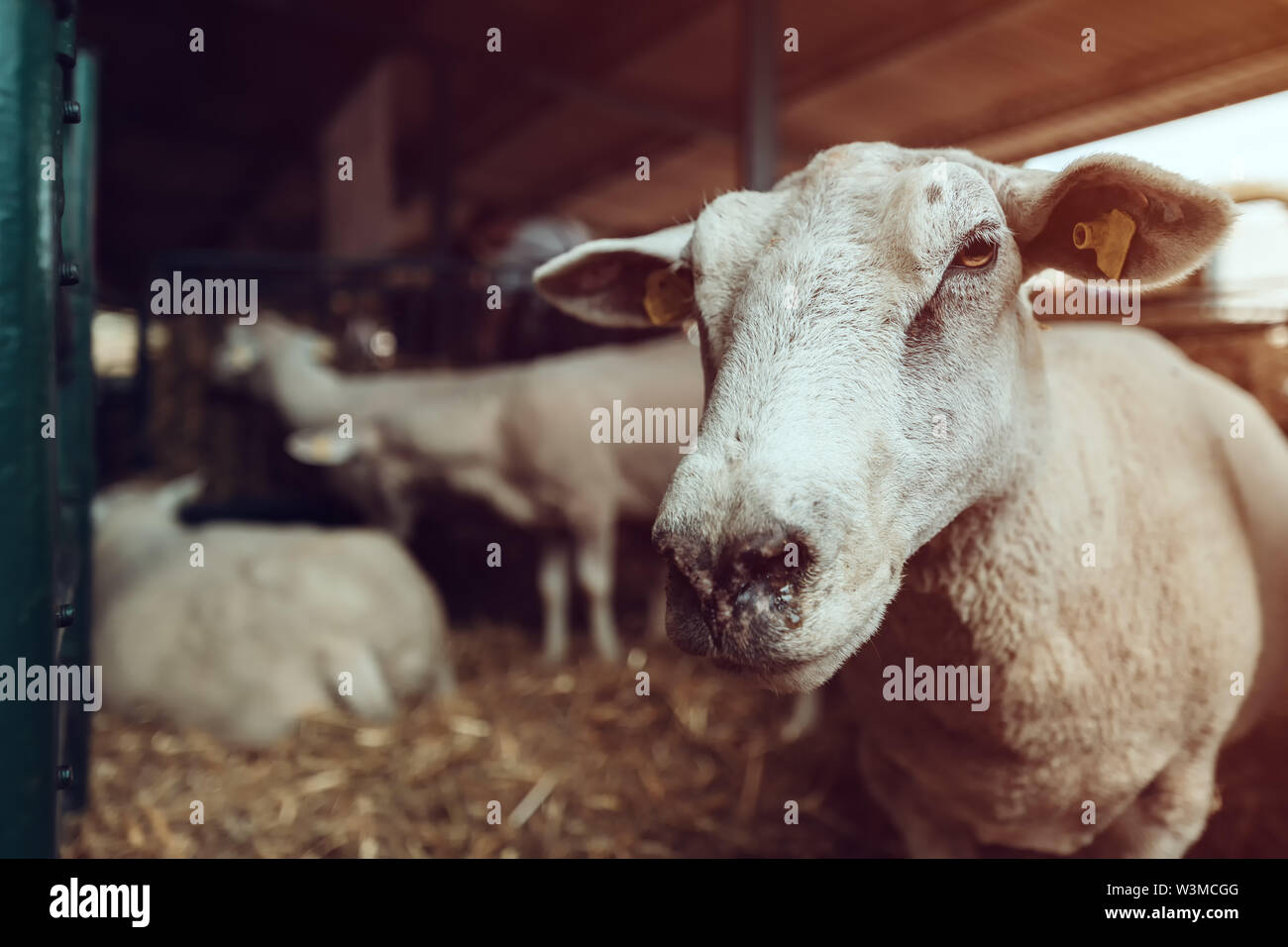 Die Schafe in den Pen auf Tiere Bauernhof, Haustiere Tierhaltung Stockfoto