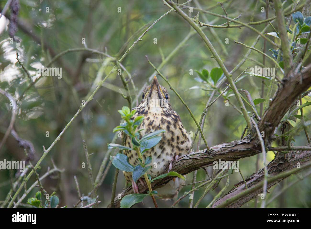 Ein hungriges Baby Singdrossel sitzen auf dem Baum in einem Englischen Garten Stockfoto