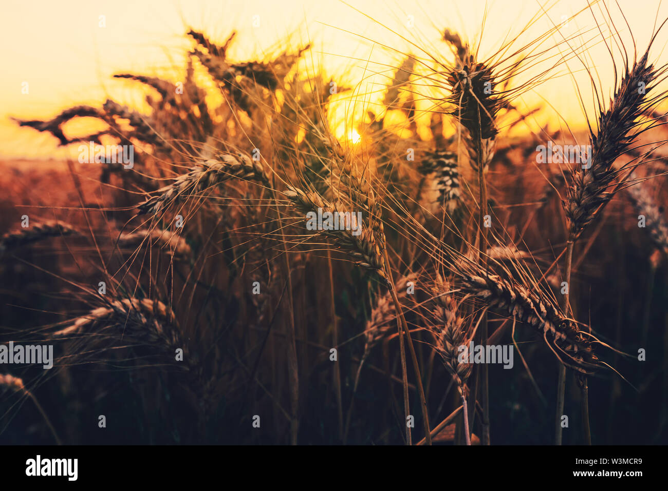 Reife Ähren auf dem Feld bei Sonnenuntergang bereit für die Erntesaison Stockfoto