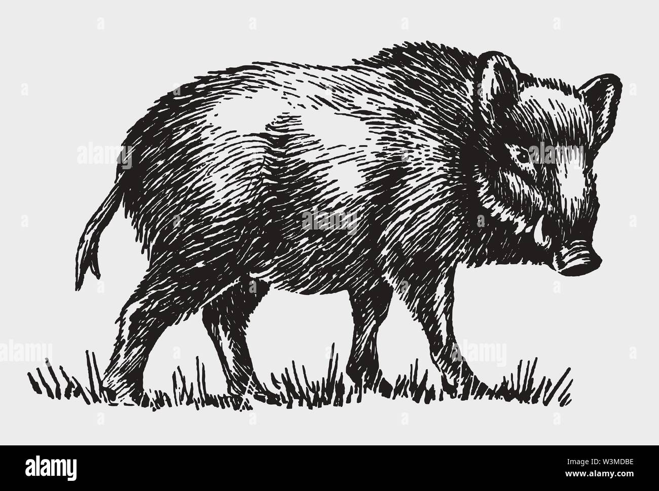 Männliche Wildschwein (Sus scrofa) in der Seitenansicht. Abbildung: Nach einem historischen Gravur aus dem frühen 20. Jahrhundert Stock Vektor